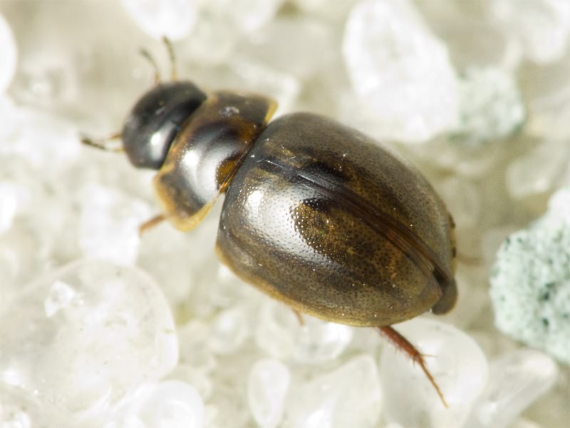 Anacaena limbata (Fabricius, 1792)
